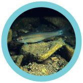 Pimephales notatus
