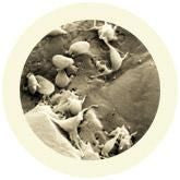 Thrombocyte