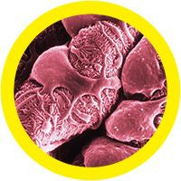 Podocyte