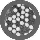Poliovirus
