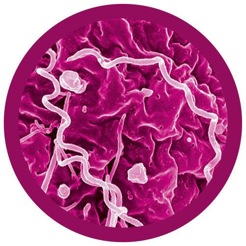 Microbial Pox