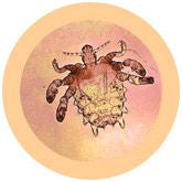 Crab Louse/ Pthirus pubis under microscope