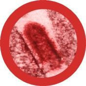 Rabies Virus under the Microscope