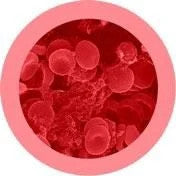 Red Blood Cell Under Microscope
