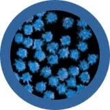 Common cold- Under the Microscope