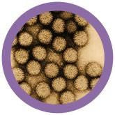 Rotavirus under the Microscope