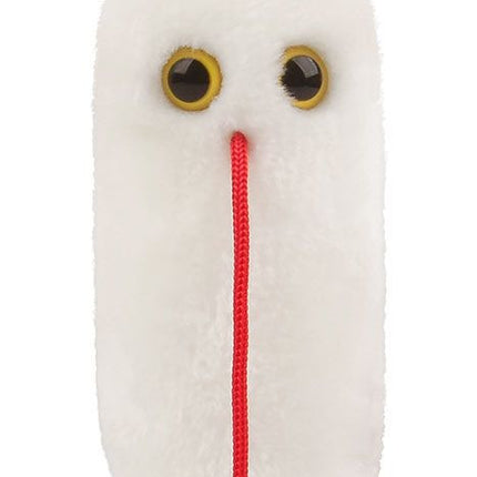 Salmonella- front view