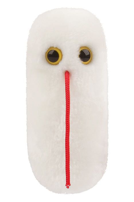 Salmonella- front view