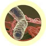 Salmonella typhimurium-under the microscope