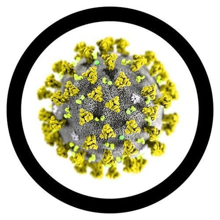 coronavirus/ covid-19 under the microscope