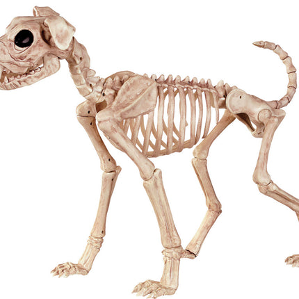 BUSTER BONEZ