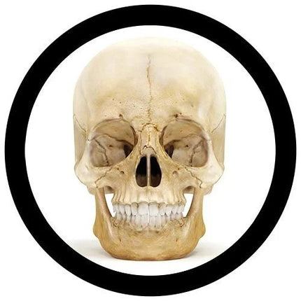 real skull illustration