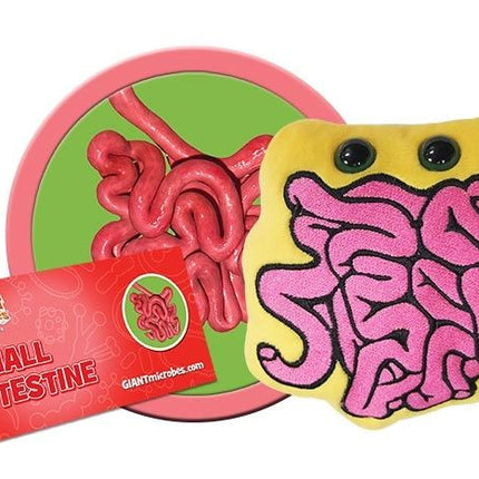 Small Intestine- with informational tag