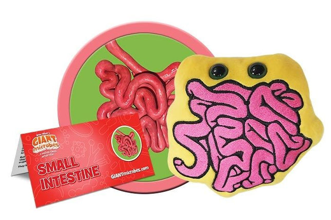 Small Intestine- with informational tag