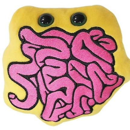 Small Intestine- front view