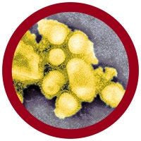 spanish flu under the microscope