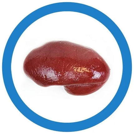 photo of a real spleen