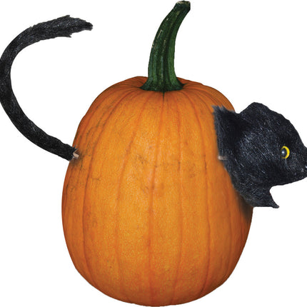 CAT PUMPKIN PUSH IN