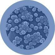 Staph/ Staphylococcus aureus under the microscope