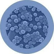 Staph under microscope