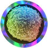 stem cell under the microscope