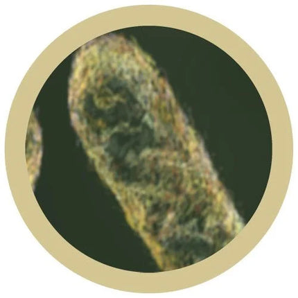 Stomach ache microbial