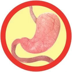 illustration of a real stomach