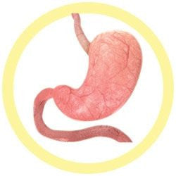 The Stomach