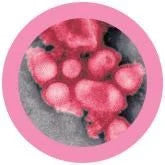 Swine Flu under microscope