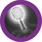 T4 Bacteriophage under the microscope