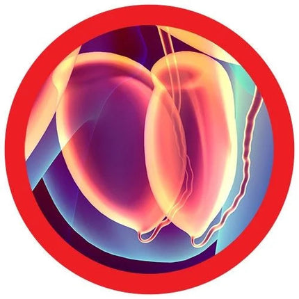 testicles illustration