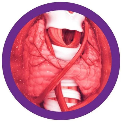 real thyroid illustration