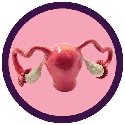 illustration of a real uterus