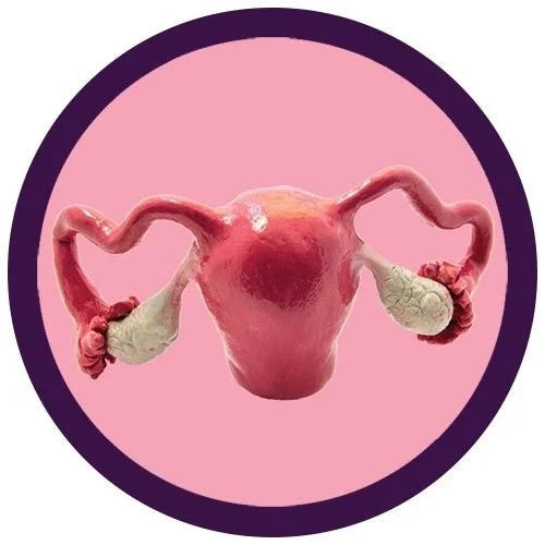 Uterus- Body Part