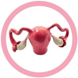Uterus Model