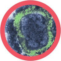 Variola virus