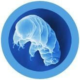Tardigrade