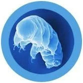 Waterbear under microscope