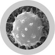 Leukocyte Image