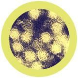 West Nile Virus Slide
