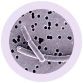 Lactobacillus Bulgaricus Slide