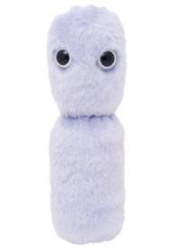 Lactobacillus Bulgaricus