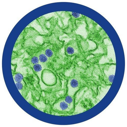 Zika Slide